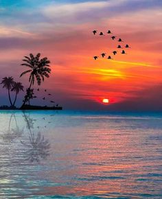 birds flying over the ocean at sunset with palm trees in the foreground and an island in the distance