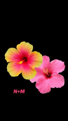 two pink and yellow flowers with the word n + m below them on a black background