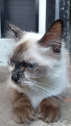 a close up of a cat laying on the ground