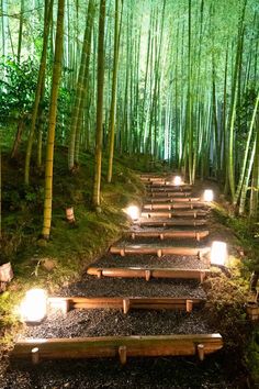 there are many steps that lead up to the bamboo trees in the forest with lights on them