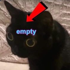 a black cat sitting on top of a couch with the caption empty above it