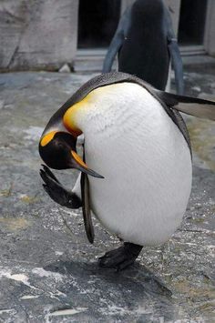 a penguin with it's head in the air