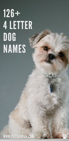 a small white dog sitting on top of a table