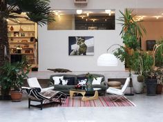 a living room filled with lots of plants and furniture