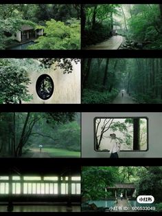 many different images of trees and people in the woods, with one person looking at something