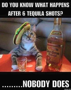 a cat with a sombrero on its head sitting next to a bottle of alcohol