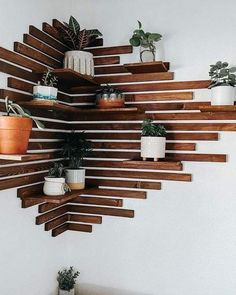 several potted plants on wooden shelves in a white walled room with wood slats