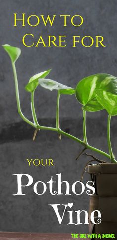 a pothos vine with the title how to care for your pothos vine