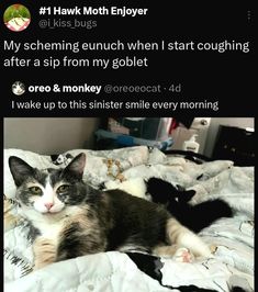 a cat laying on top of a bed covered in white sheets and blankets, with the caption'my scheming lunch when i start going after a sip from my goblet