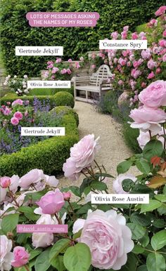 Rose Garden Plans Layout, Rose Hedge Fence, English Rose Garden Design, Rose Bushes Landscape Backyards, European Garden Landscaping, Rose Garden Design Layout, Rose Garden Ideas Backyards, Rose Garden Layout, Flower Garden Design Layout