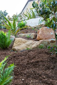 there is a rock and plants in the garden