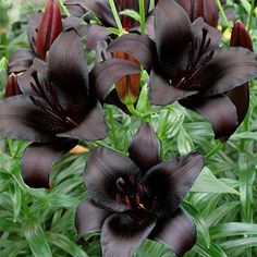 black flowers are blooming in the garden