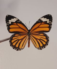 a close up of a butterfly on a twig