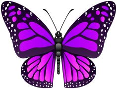 a purple butterfly with white dots on it's wings