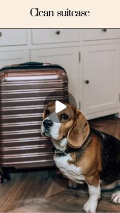 a brown and white dog sitting next to a piece of luggage