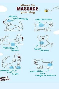 a poster with instructions on how to use massage for dogs