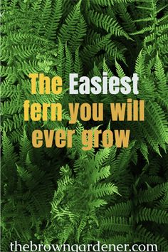 green ferns with the words, the fastest fern you will ever grow