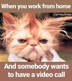 a cat with its hair blowing in the wind and caption that reads, when you work from home and somebody wants to have a video call