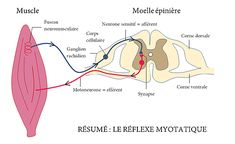 diagram of the muscles and their functions