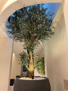 an olive tree in a round planter on display