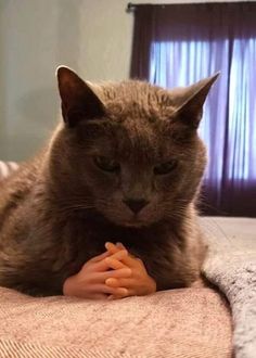 a cat laying on top of a bed next to a small toy baby buddha doll