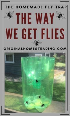 the homemade fly trap is an easy way to get flies