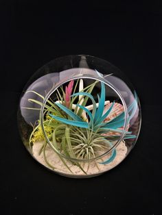 an air plant in a glass bowl on a black surface with white sand and seaweed