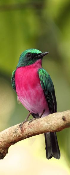 a colorful bird sitting on top of a tree branch