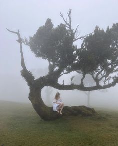 a woman sitting on top of a tree in the middle of a foggy field