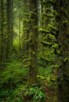 an image of a forest with moss growing on the trees and in the foreground