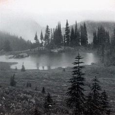 a black and white photo of a lake surrounded by pine trees in the foggy mountains