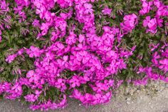 purple flowers growing on the side of a road