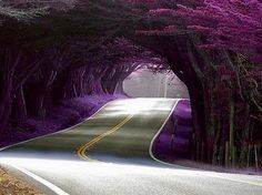 the road is lined with trees on both sides