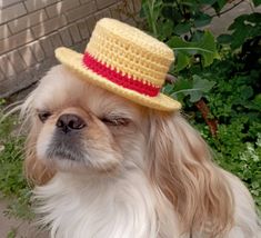 a small dog wearing a yellow and red hat on top of it's head