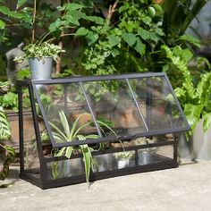 an assortment of potted plants in a glass case on the ground next to other planters