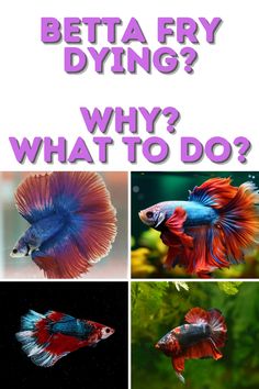 the different types of betta fish are shown in this image with text that reads, what