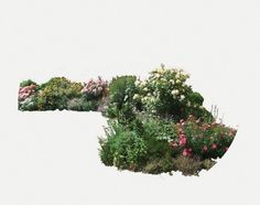 an assortment of plants and flowers on a white background