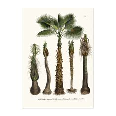 four different types of palm trees in various stages of growth, from top to bottom