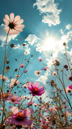 the sun shines brightly behind pink flowers in a field with blue sky and clouds