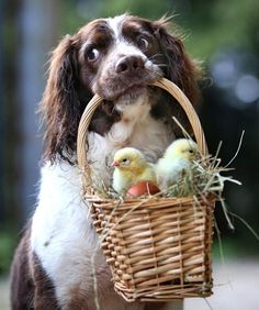 a brown and white dog sitting next to a basket filled with chicks