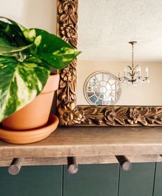 a potted plant sitting on top of a wooden shelf next to a mirror and a chandelier