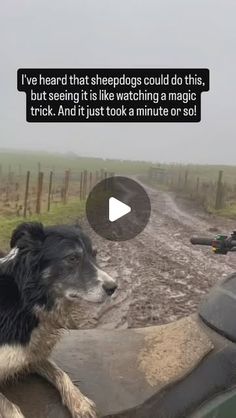 a dog sitting on the back of a motorcycle next to a dirt road and fence