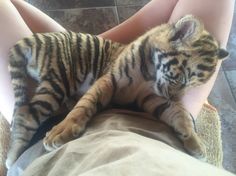 a small tiger cub is being held in someone's lap by its owner on the floor