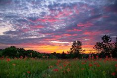 the sun is setting over a field full of wildflowers and trees in the distance