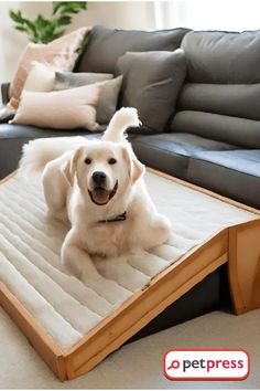 a large white dog laying on top of an air mattress in front of a couch