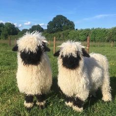 two black and white sheep standing next to each other on a lush green grass covered field