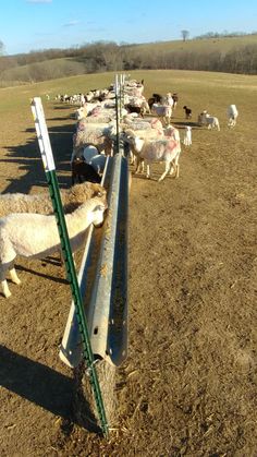 a herd of sheep standing next to each other on a dirt field near a fence