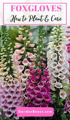 foxgloves with text overlay that says how to grow foxgloes