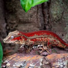 a red and brown gecko sitting on top of a rock