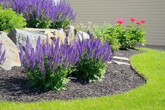 purple flowers are growing in the front yard